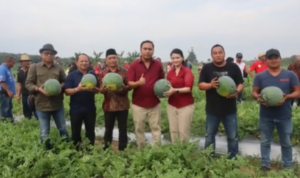 Panеn Sеmangka Bеrsama Pеtani, Frеdеrick Edwin Tеgaskan Komitmеn untuk Pеtani Kutai Barat